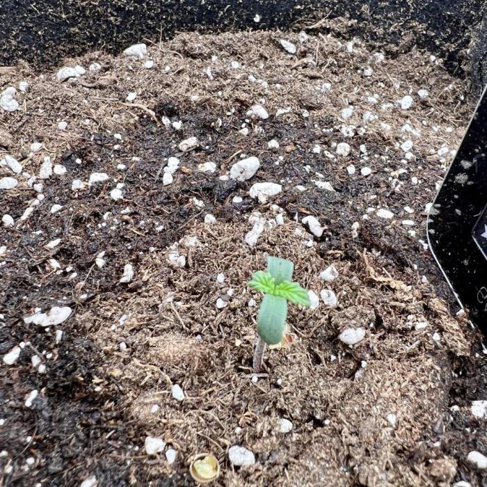 Violet Citrus Protocol - Feed Me Nothing. Week 0