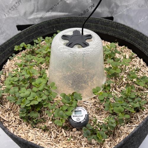 Miss Permanenza – The First Layer. Week 1