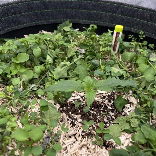 Miss Permanenza – The First Layer. Week 2