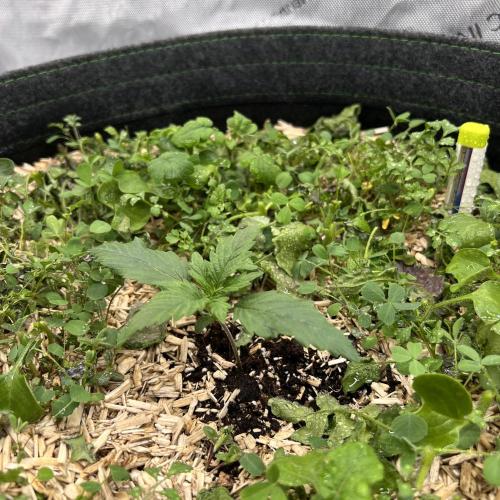 Miss Permanenza – The First Layer. Week 2