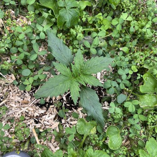 Miss Permanenza – The First Layer. Week 2