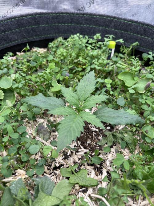 Miss Permanenza – The First Layer. Week 2