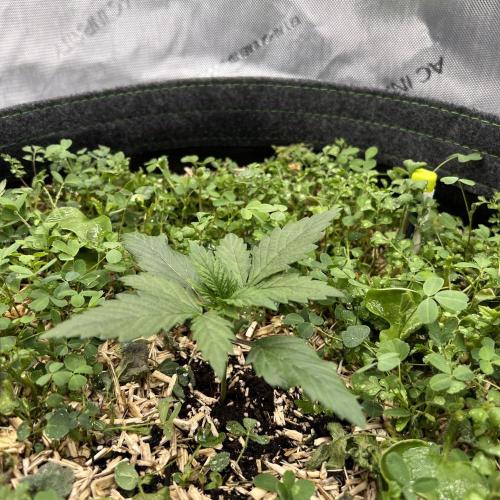 Miss Permanenza – The First Layer. Week 3