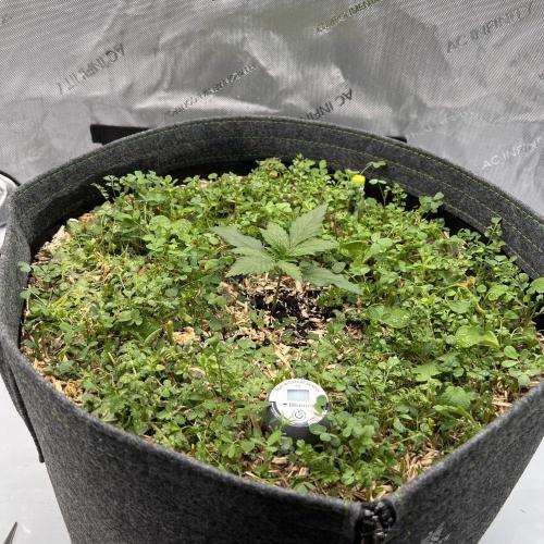 Miss Permanenza – The First Layer. Week 3