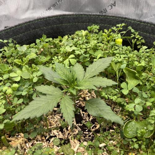 Miss Permanenza – The First Layer. Week 3