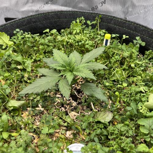 Miss Permanenza – The First Layer. Week 3