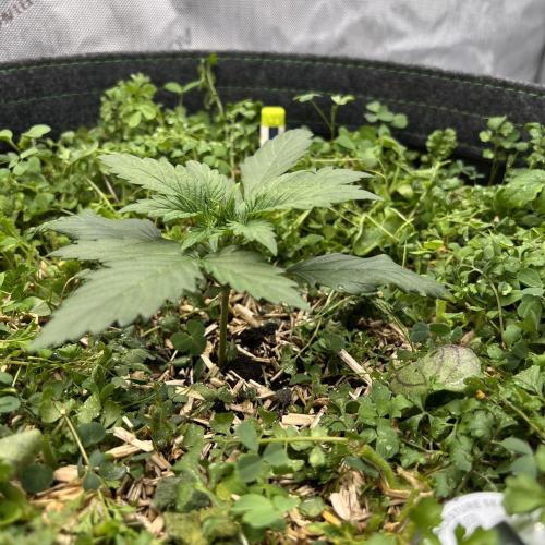 Miss Permanenza – The First Layer. Week 3