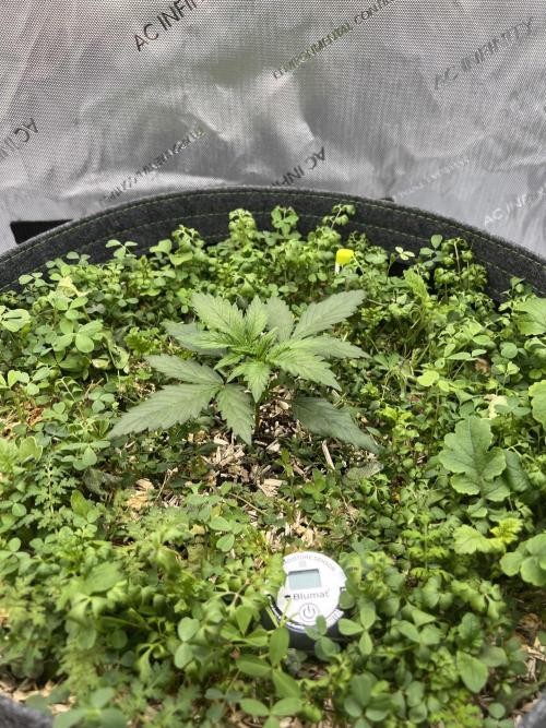 Miss Permanenza – The First Layer. Week 3