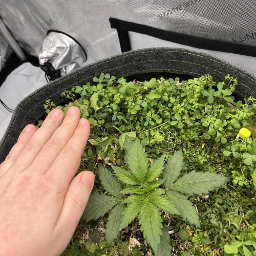 Miss Permanenza – The First Layer. Week 3