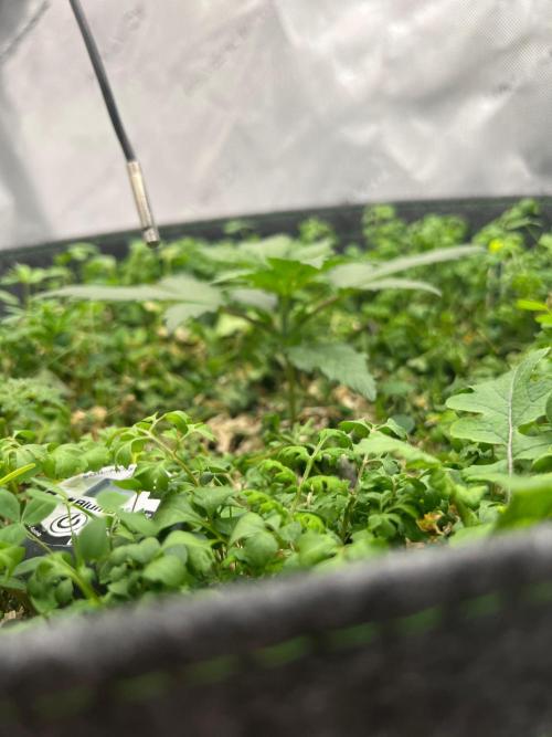 Miss Permanenza – The First Layer. Week 3