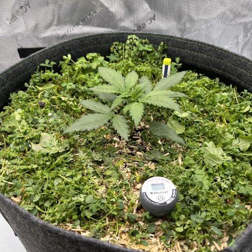 Miss Permanenza – The First Layer. Week 3