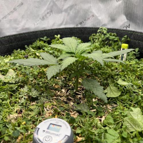 Miss Permanenza – The First Layer. Week 3