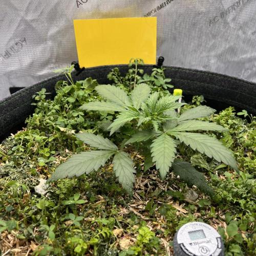 Miss Permanenza – The First Layer. Week 3