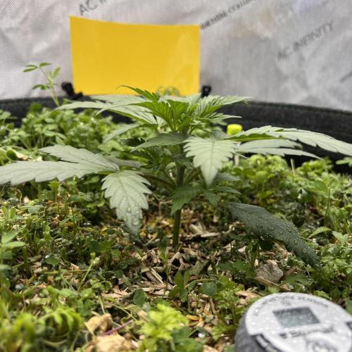 Miss Permanenza – The First Layer. Week 3