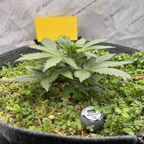 Miss Permanenza – The First Layer. Week 4