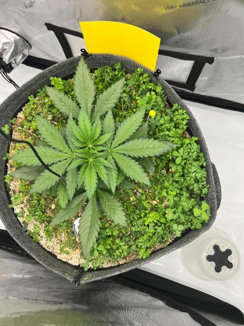 Miss Permanenza – The First Layer. Week 4