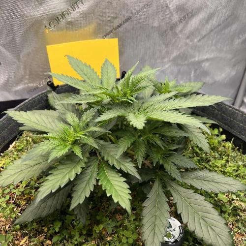 Miss Permanenza – The First Layer. Week 4