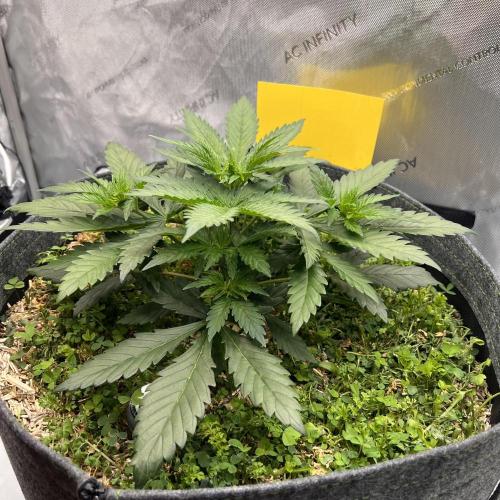 Miss Permanenza – The First Layer. Week 4