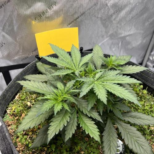 Miss Permanenza – The First Layer. Week 4