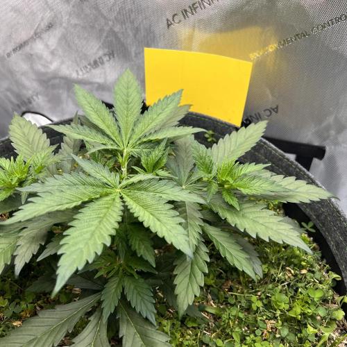 Miss Permanenza – The First Layer. Week 4