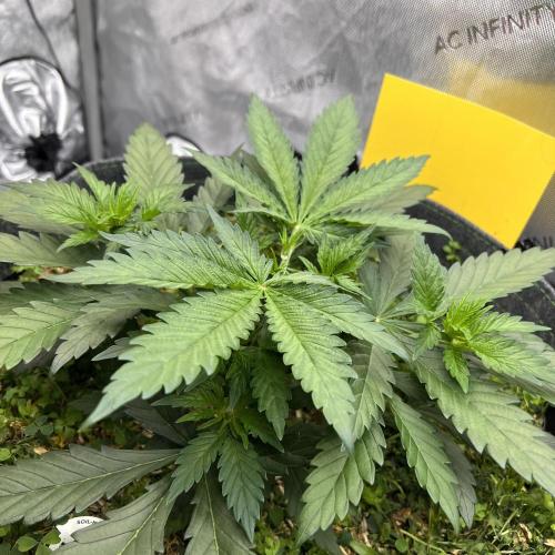 Miss Permanenza – The First Layer. Week 4