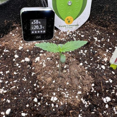 Violet Citrus Protocol - Feed Me Nothing. Week 3