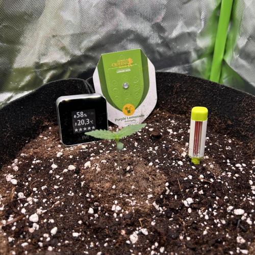 Violet Citrus Protocol - Feed Me Nothing. Week 3