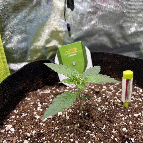 Violet Citrus Protocol - Feed Me Nothing. Week 3