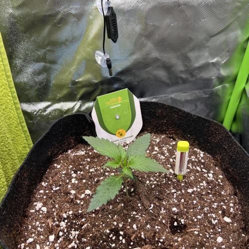 Violet Citrus Protocol - Feed Me Nothing. Week 3