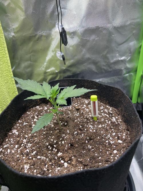 Violet Citrus Protocol - Feed Me Nothing. Week 3