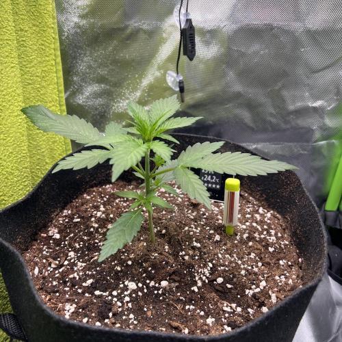 Violet Citrus Protocol - Feed Me Nothing. Week 3