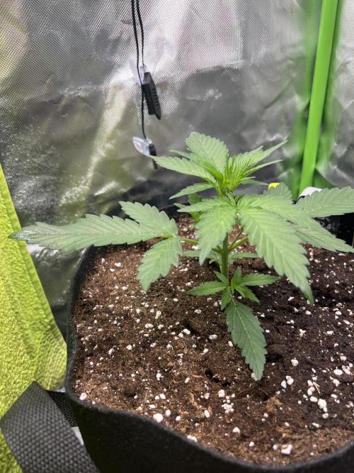 Violet Citrus Protocol - Feed Me Nothing. Week 3