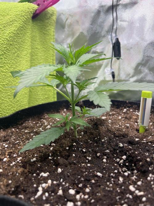 Violet Citrus Protocol - Feed Me Nothing. Week 3