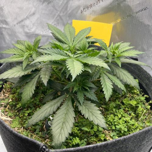 Miss Permanenza – The First Layer. Week 5