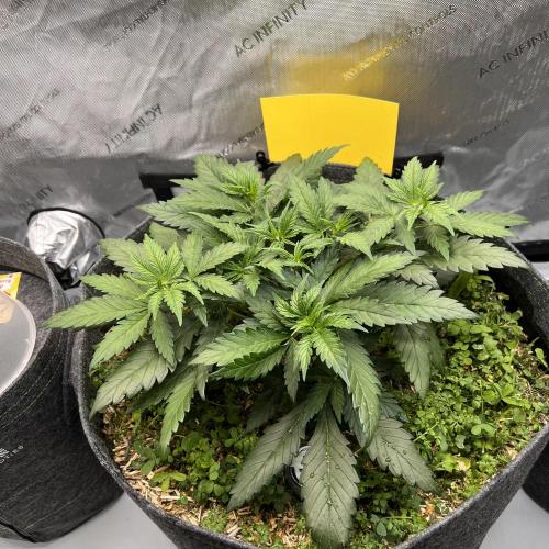 Miss Permanenza – The First Layer. Week 5