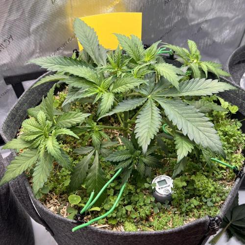 Miss Permanenza – The First Layer. Week 5