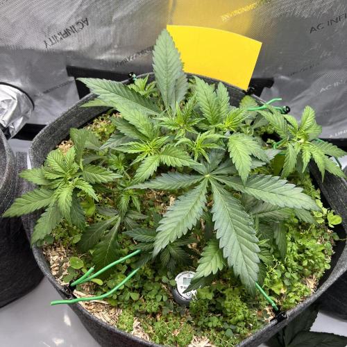 Miss Permanenza – The First Layer. Week 5