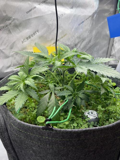 Miss Permanenza – The First Layer. Week 5