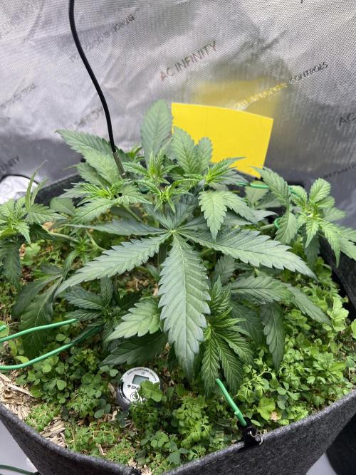 Miss Permanenza – The First Layer. Week 5