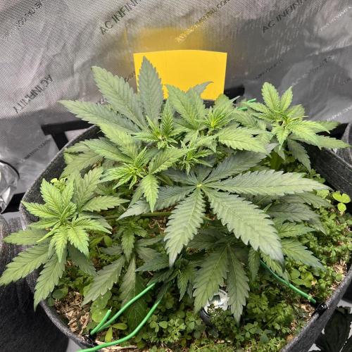 Miss Permanenza – The First Layer. Week 5