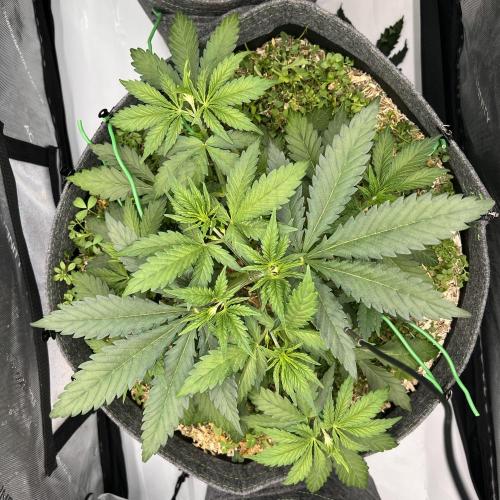 Miss Permanenza – The First Layer. Week 5