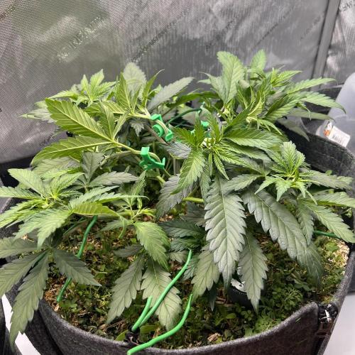 Miss Permanenza – The First Layer. Week 5