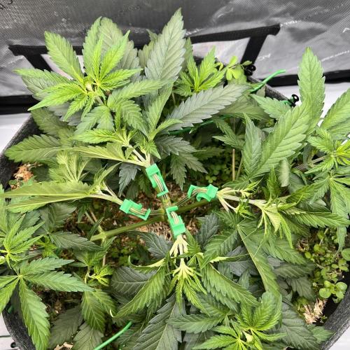 Miss Permanenza – The First Layer. Week 5