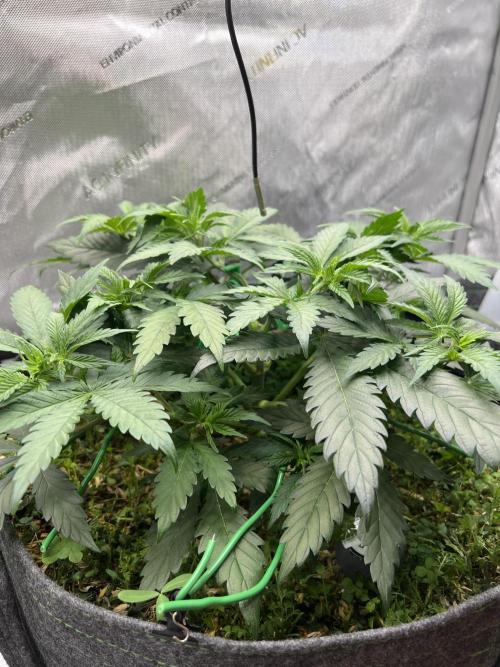 Miss Permanenza – The First Layer. Week 5