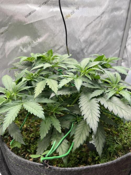 Miss Permanenza – The First Layer. Week 5