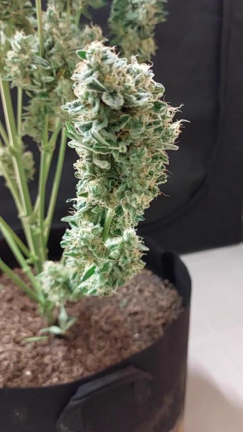 Purple Punch Auto indoor (short(