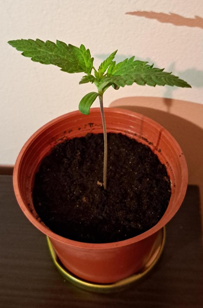 King's Juice 202602. Week 1 - Started the paper towel germination method on 2/19.