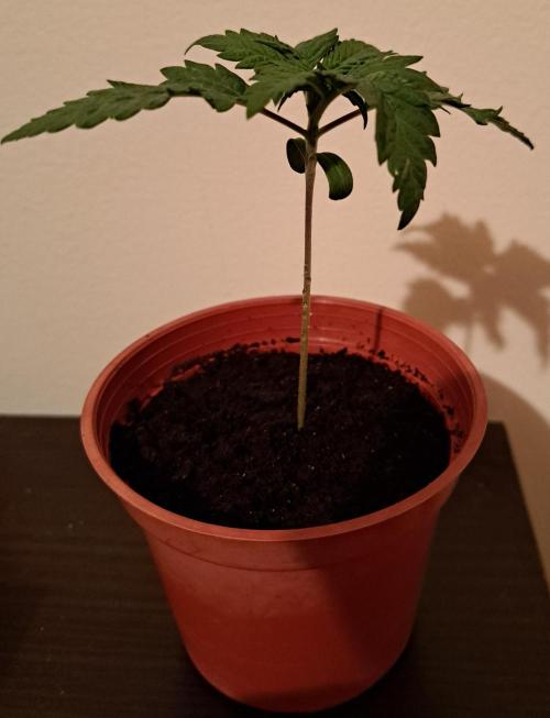 King's Juice 202602. Week 2