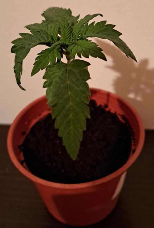 King's Juice 202602. Week 2 - The leaves look a bit drooping.