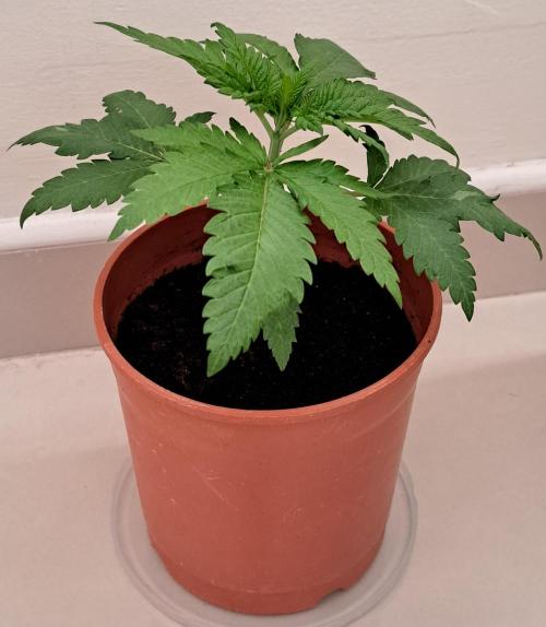 King's Juice 202602. Week 3 - I should have buried it deeper when I repotted it.